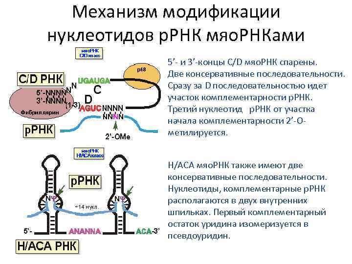 Рнк мл. МРНК ТРНК И РРНК. Строение малых ядерных РНК. Малая ядерная РНК функции. Малая ядрышковая РНК.