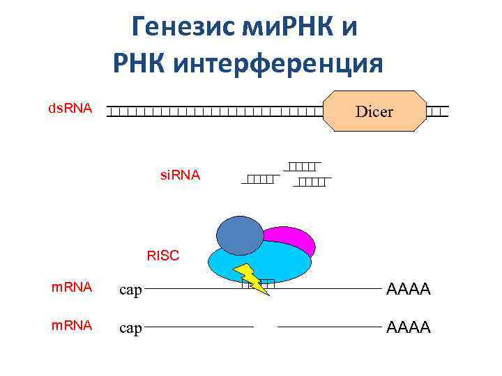 Малые рнк. РНК интерференция. Малые интерферирующие РНК. Ми РНК. Малые интерферирующие РНК схема.