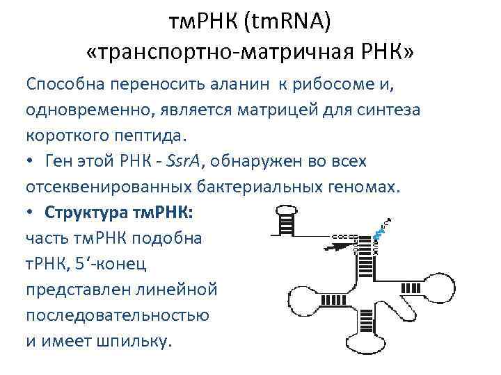 Номер рнк. РНК. Транспортно матричная РНК. Синтез транспортной РНК. Транспортная РНК биохимия.
