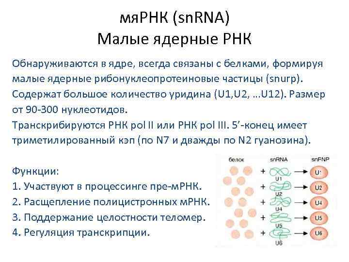 Малые рнк. Функции мя РНК. Строение малых ядерных РНК. Малая ядерная РНК функции. Роль МЯРНК.