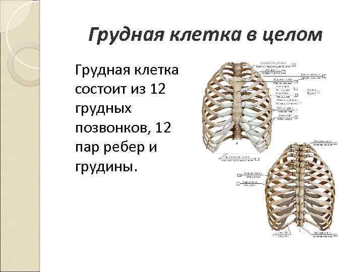 В состав грудной клетки входит