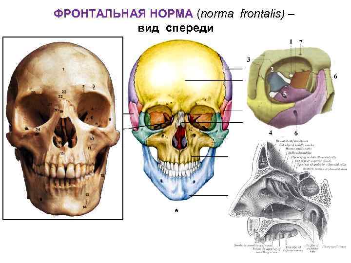 ФРОНТАЛЬНАЯ НОРМА (norma frontalis) – вид спереди 10 