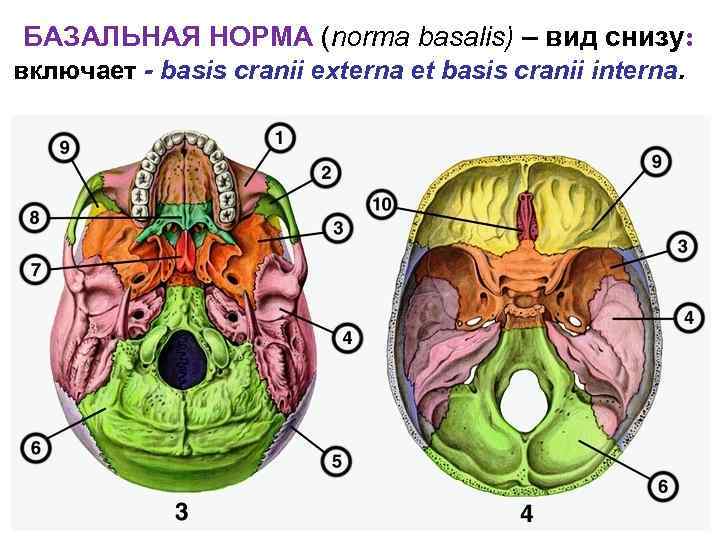 БАЗАЛЬНАЯ НОРМА (norma basalis) – вид снизу: включает - basis cranii externa et basis
