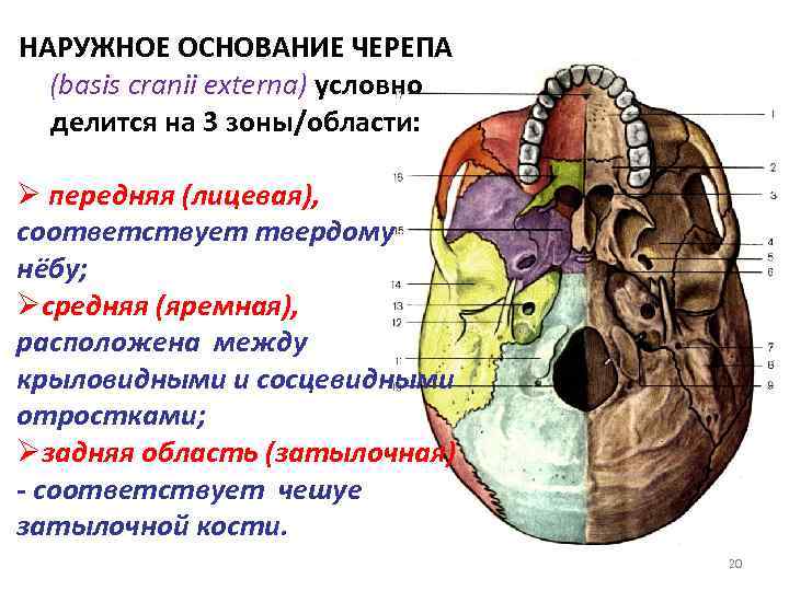 Мозговое основание черепа. Топография черепа наружное основание черепа. Наружное основание черепа строение. Отделы наружного основания черепа анатомия. Наружное основание черепа топографическая анатомия.