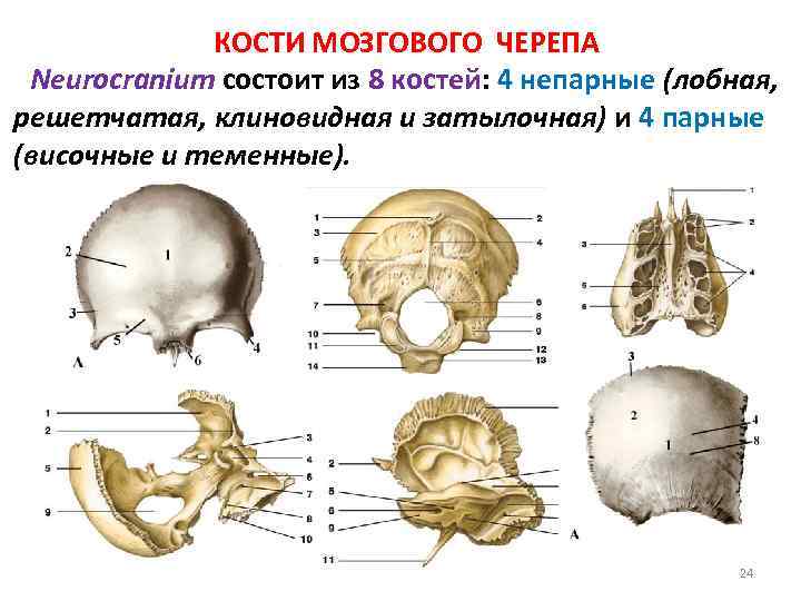 КОСТИ МОЗГОВОГО ЧЕРЕПА Neurocranium состоит из 8 костей: 4 непарные (лобная, решетчатая, клиновидная и