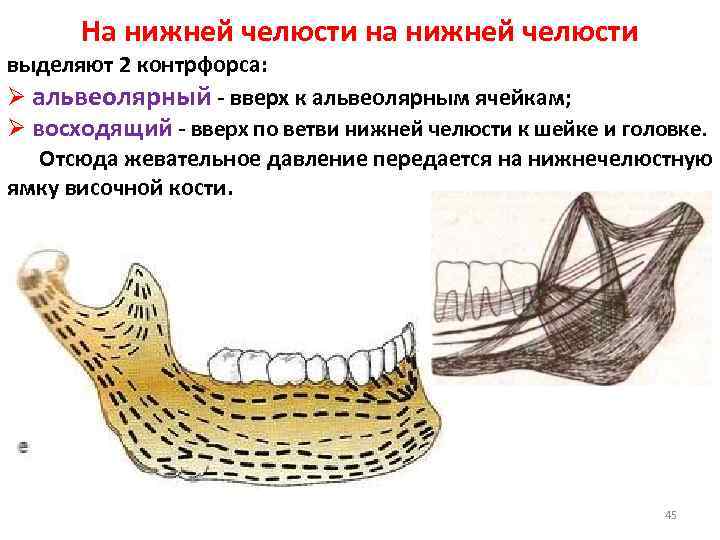 На нижней челюсти на нижней челюсти выделяют 2 контрфорса: Ø альвеолярный - вверх к