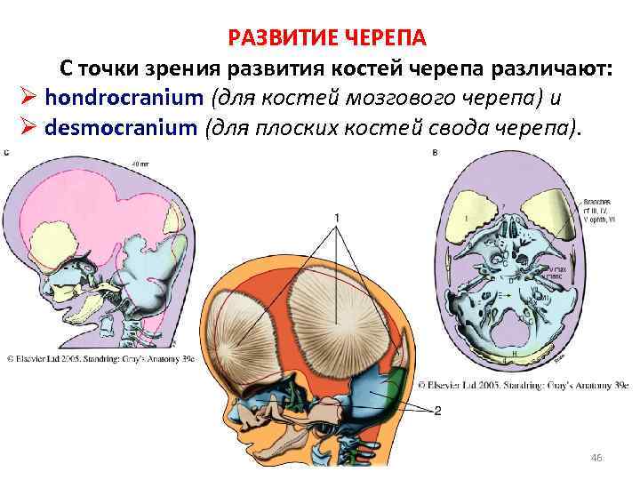 РАЗВИТИЕ ЧЕРЕПА С точки зрения развития костей черепа различают: Ø hondrocranium (для костей мозгового