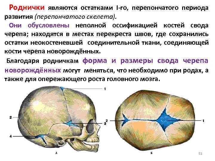 Характеристика родничка. Роднички новорожденного анатомия черепа. Швы и роднички черепа анатомия. Топография черепа роднички.