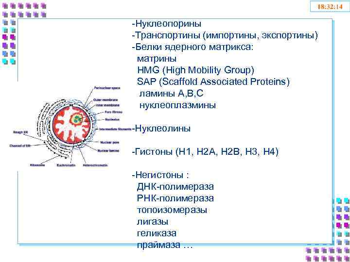 -Нуклеопорины -Транспортины (импортины, экспортины) -Белки ядерного матрикса: матрины HMG (High Mobility Group) SAP (Scaffold