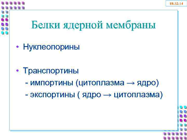Белки ядерной мембраны • Нуклеопорины • Транспортины - импортины (цитоплазма → ядро) - экспортины