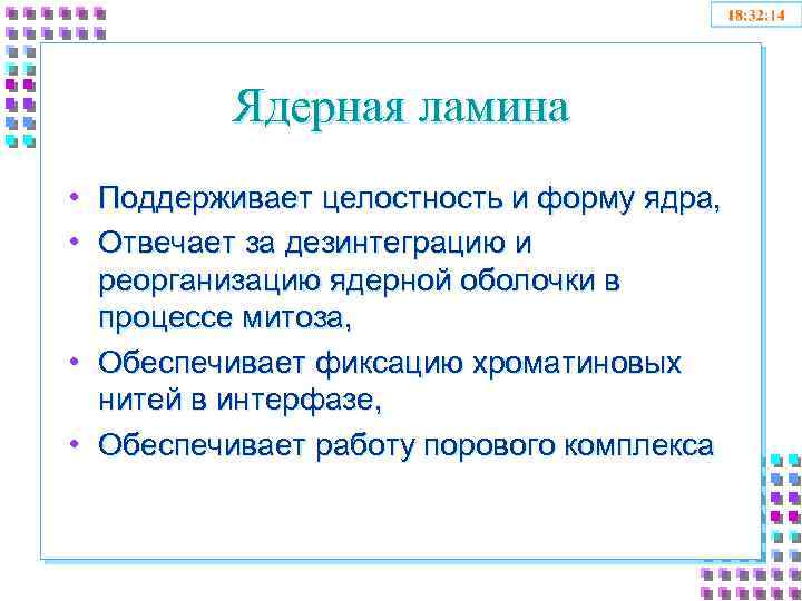 Ядерная ламина • Поддерживает целостность и форму ядра, • Отвечает за дезинтеграцию и реорганизацию