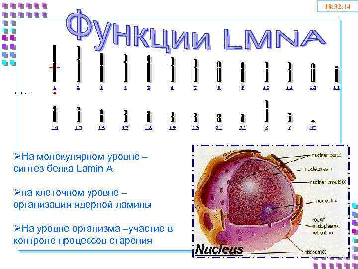 ØНа молекулярном уровне – синтез белка Lamin A Øна клеточном уровне – организация ядерной