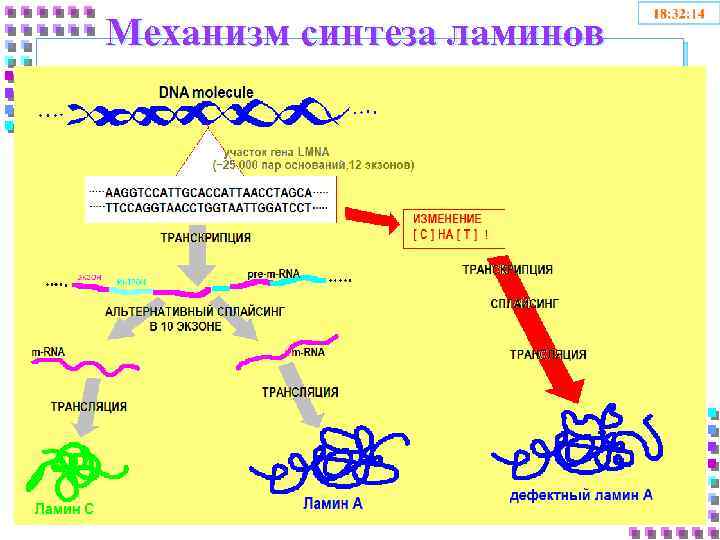 Механизм синтеза ламинов 