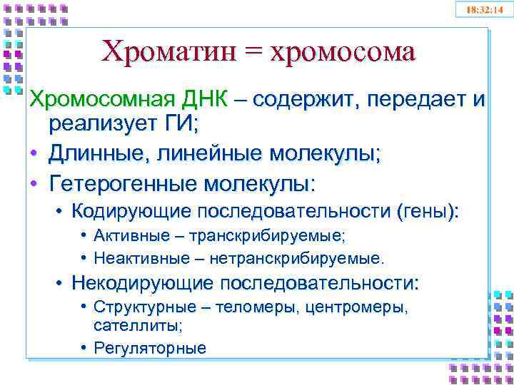 Хроматин = хромосома Хромосомная ДНК – содержит, передает и реализует ГИ; • Длинные, линейные