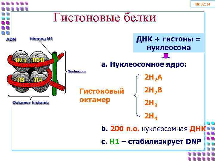 Белки гистоны у эукариот