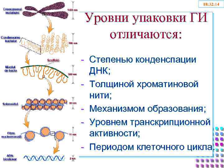 Уровни упаковки ГИ отличаются: - Степенью конденспации ДНК; - Толщиной хроматиновой нити; - Механизмом