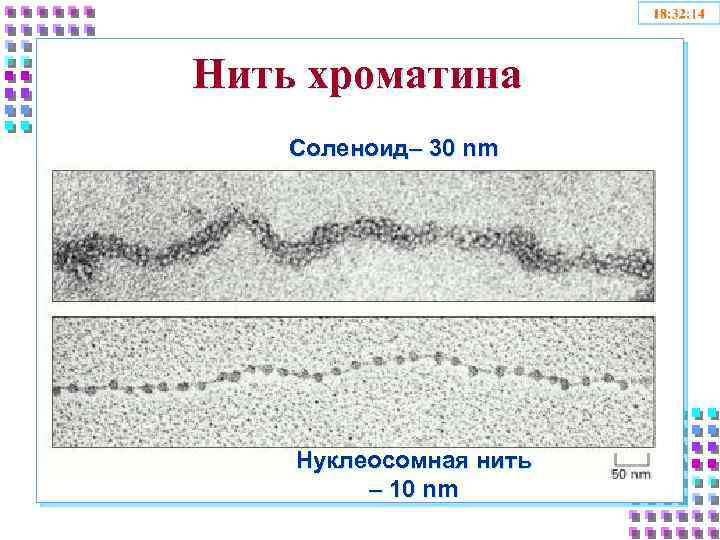 Нить хроматина Соленоид– 30 nm Нуклеосомная нить – 10 nm 