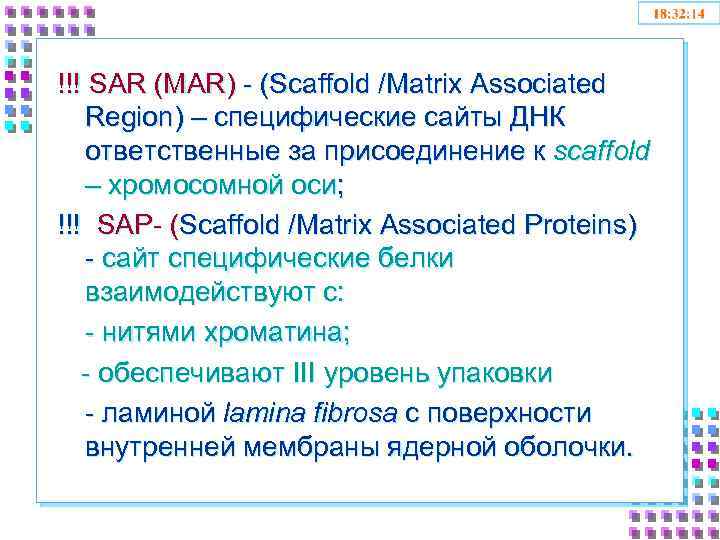 !!! SAR (MAR) - (Scaffold /Matrix Associated Region) – специфические сайты ДНК ответственные за