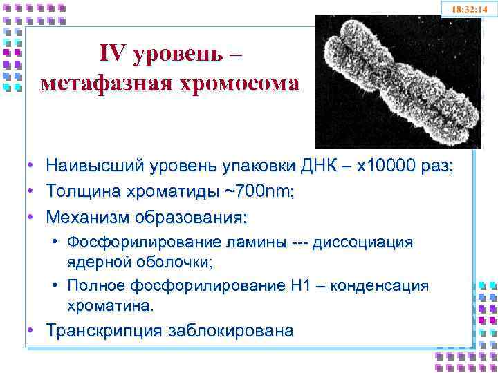 IV уровень – метафазная хромосома • • • Наивысший уровень упаковки ДНК – x