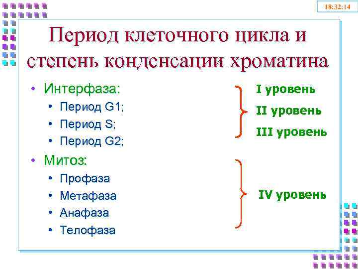 Период клеточного цикла и степень конденсации хроматина • Интерфаза: • • • Период G