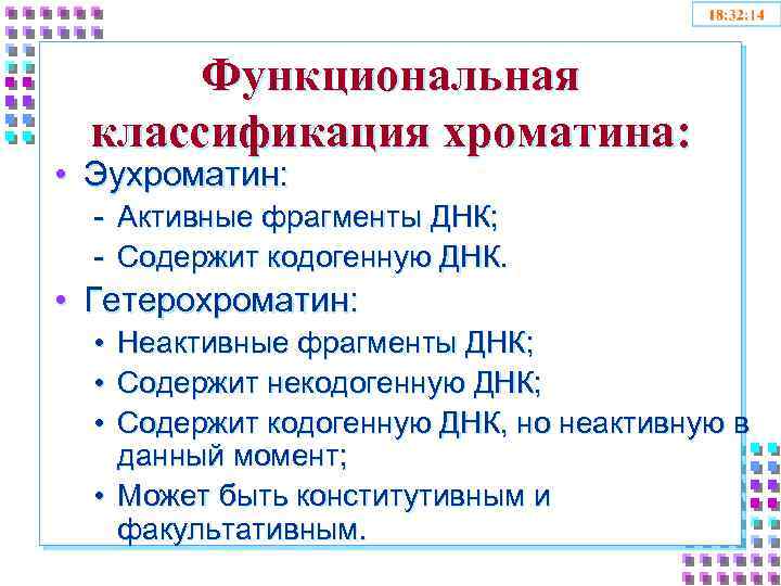 Функциональная классификация хроматина: • Эухроматин: - Активные фрагменты ДНК; - Содержит кодогенную ДНК. •