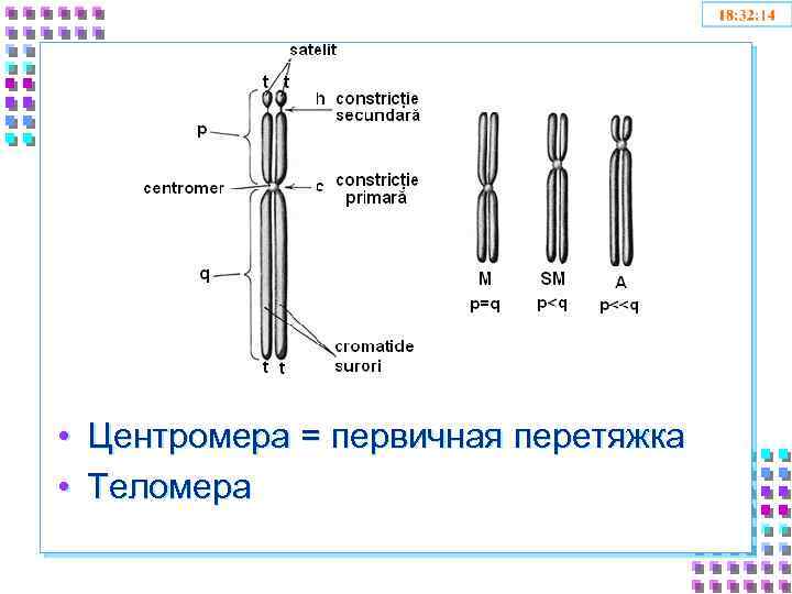  • Центромера = первичная перетяжка • Теломера 