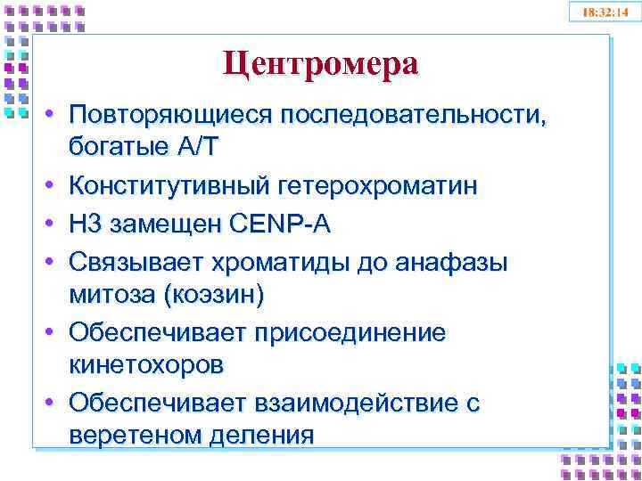 Центромера • Повторяющиеся последовательности, богатые A/T • Конститутивный гетерохроматин • H 3 замещен CENP-A