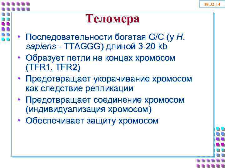 Теломера • Последовательности богатая G/C (у H. sapiens - TTAGGG) длиной 3 -20 kb