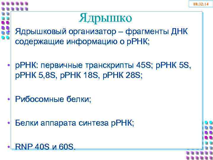 Ядрышко • Ядрышковый организатор – фрагменты ДНК содержащие информацию о р. РНК; • р.