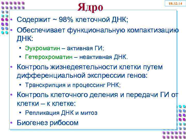 Ядро • Содержит ~ 98% клеточной ДНК; • Обеспечивает функциональную компактизацию ДНК: • Эухроматин