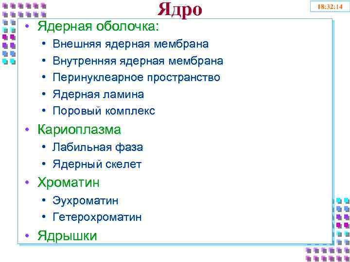 Ядро • Ядерная оболочка: • • • Внешняя ядерная мембрана Внутренняя ядерная мембрана Перинуклеарное