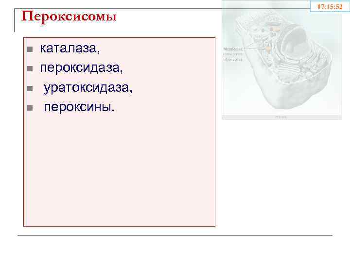 Пероксисомы n n каталаза, пероксидаза, уратоксидаза, пероксины. 