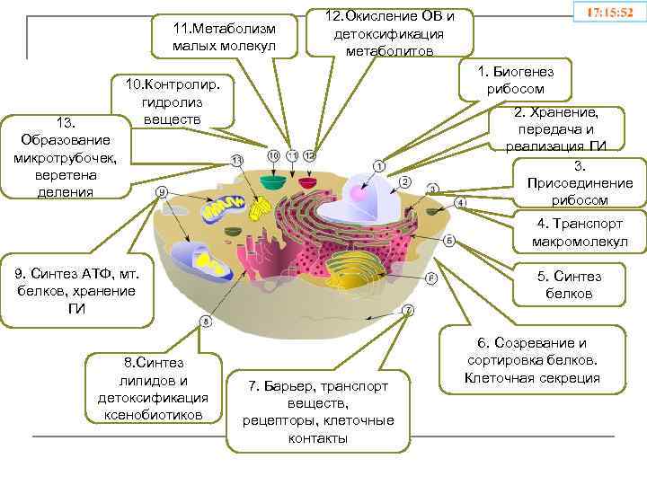 11. Метаболизм малых молекул 13. Образование микротрубочек, веретена деления 12. Окисление ОВ и детоксификация