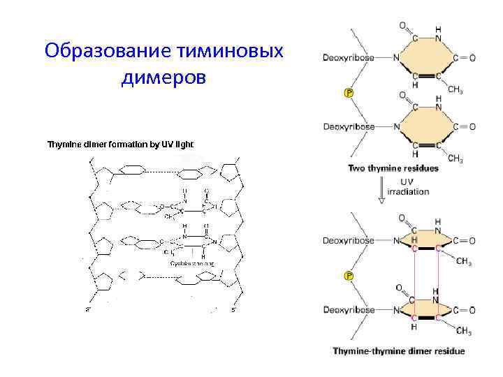 Образование тиминовых димеров 