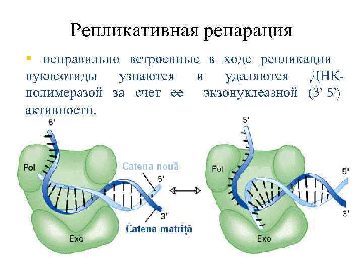 Репликативная репарация § неправильно встроенные в ходе репликации нуклеотиды узнаются и удаляются ДНКполимеразой за