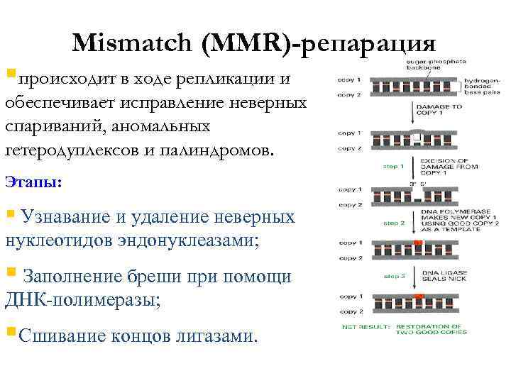 Мismatch (MMR)-репарация §происходит в ходе репликации и обеспечивает исправление неверных спариваний, аномальных гетеродуплексов и