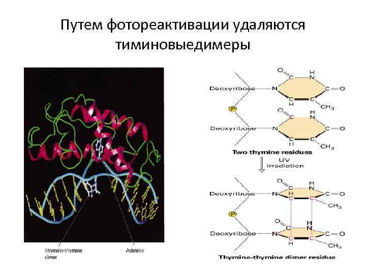 Путем фотореактивации удаляются тиминовыедимеры 
