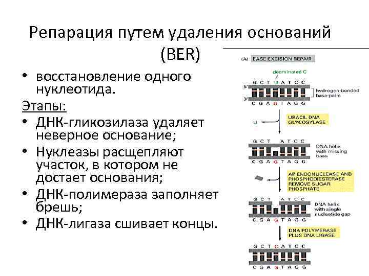 Репарация путем удаления оснований (BER) • восстановление одного нуклеотида. Этапы: • ДНК-гликозилаза удаляет неверное