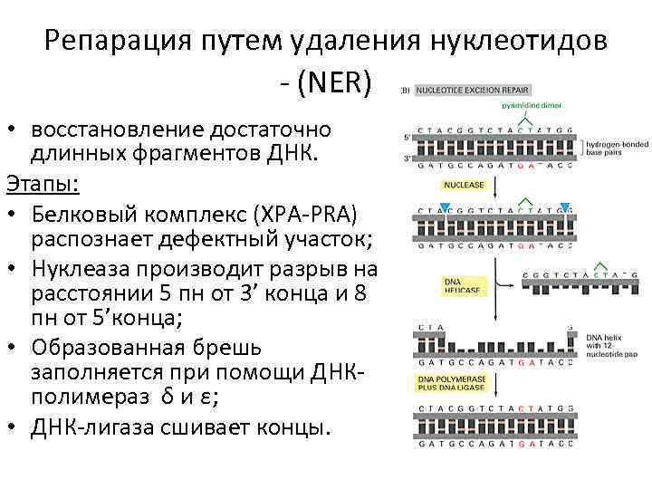 Репарация путем удаления нуклеотидов - (NER) • восстановление достаточно длинных фрагментов ДНК. Этапы: •