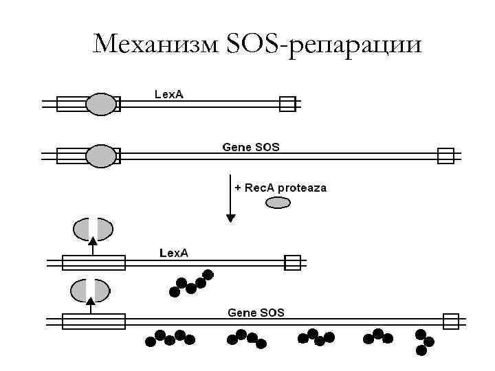 Механизм SOS-репарации 