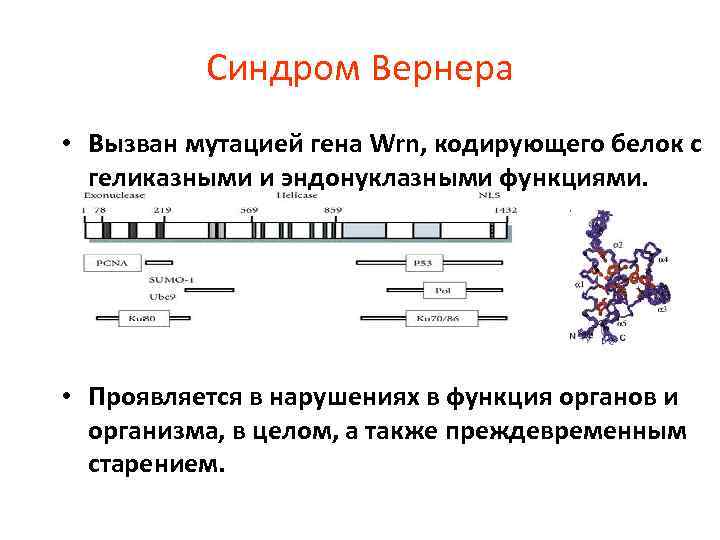 Синдром Вернера • Вызван мутацией гена Wrn, кодирующего белок с геликазными и эндонуклазными функциями.