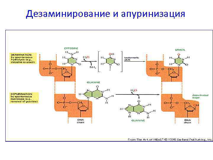 Дезаминирование и апуринизация 