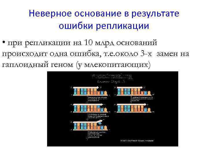 Неверное основание в результате ошибки репликации • при репликации на 10 млрд оснований происходит