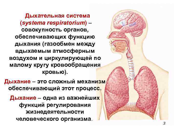 Органы дыхания обеспечивают. Дыхательная система. Общий обзор органов дыхательной системы. Дыхание анатомия. Анатомия дыхания кратко.