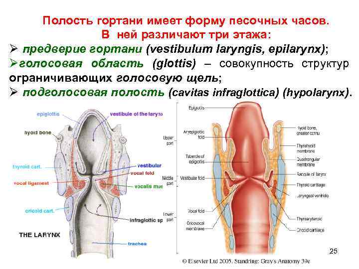 Отделы гортани