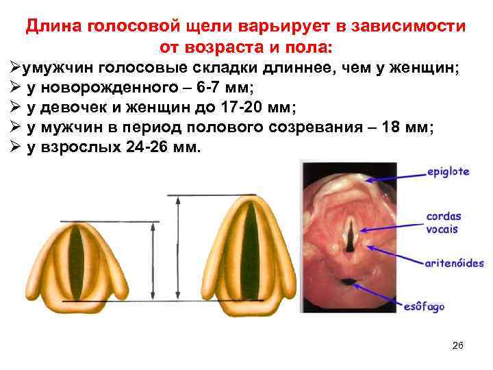 Голосовые связки мужчин