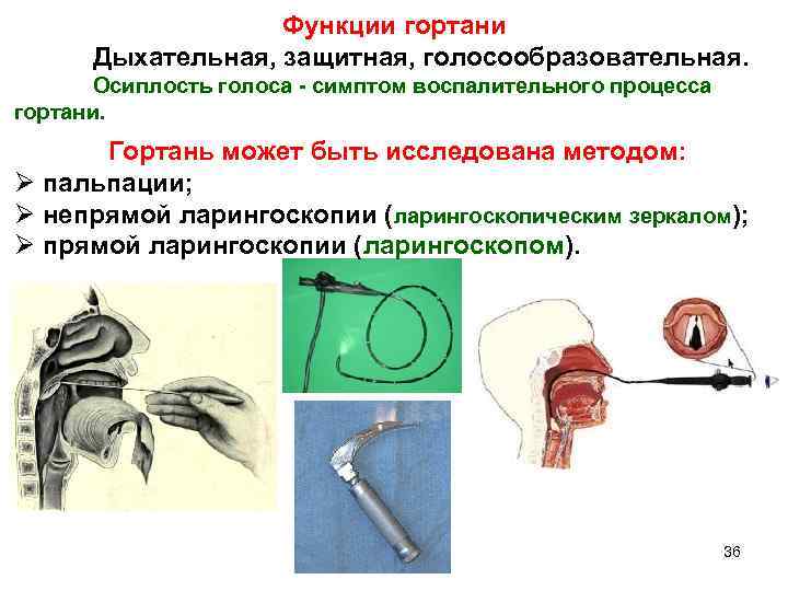 Функции гортани