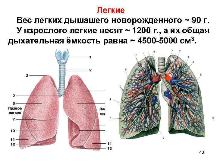 Легкие взрослые