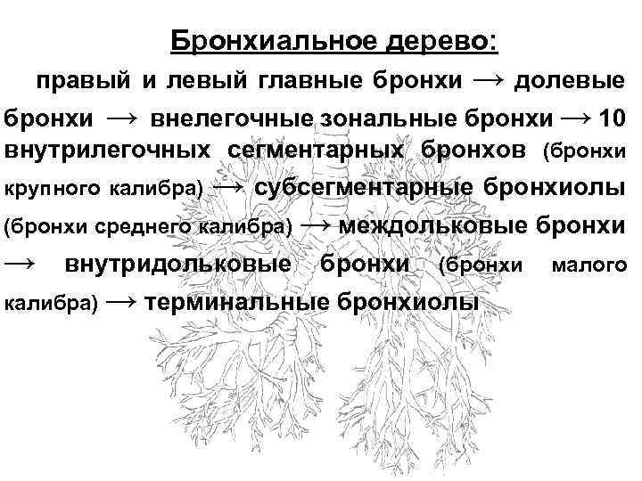 Бронхиальное дерево: → долевые → внелегочные зональные бронхи → 10 правый и левый главные