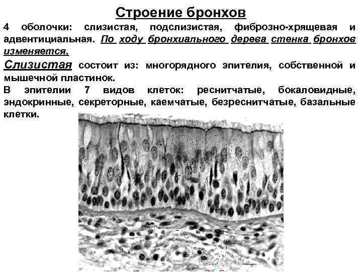 Стенки бронхов утолщены что это значит